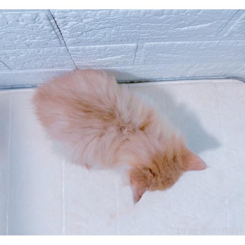 販売中の鹿児島県のミックス-129563の3枚目