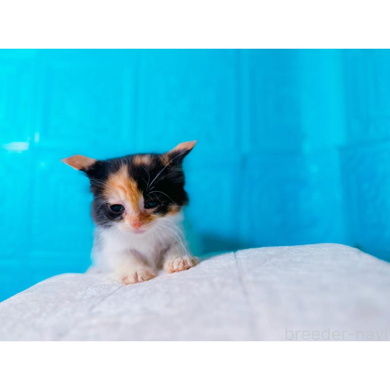 販売中の鹿児島県のミックス-127769の7枚目