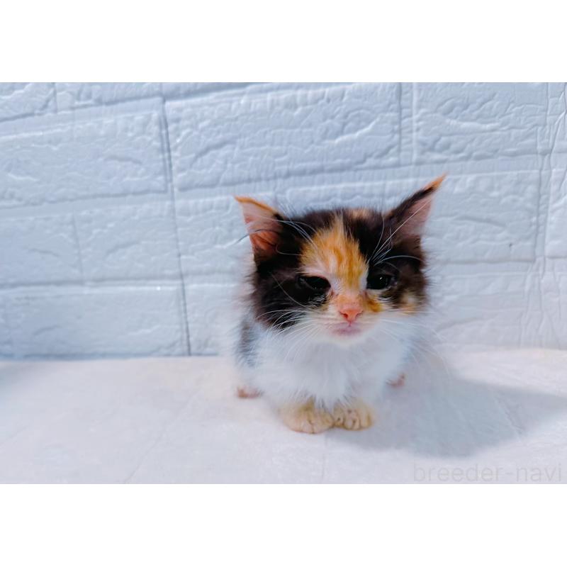 販売中の鹿児島県のミックス-127769の6枚目