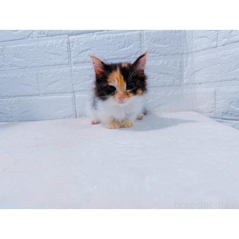 販売中の鹿児島県のミックス-127769の5枚目