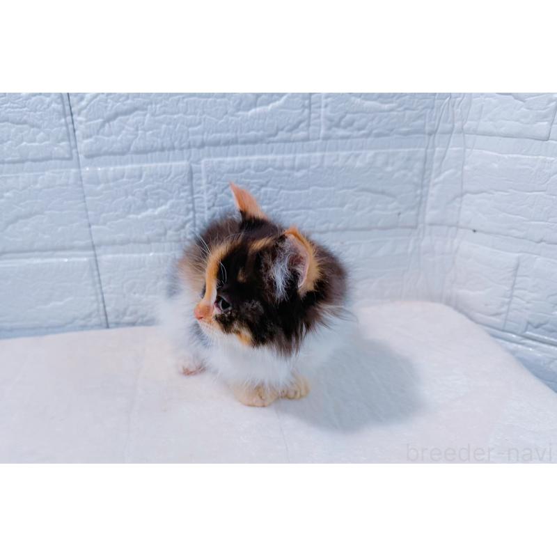 販売中の鹿児島県のミックス-127769の4枚目