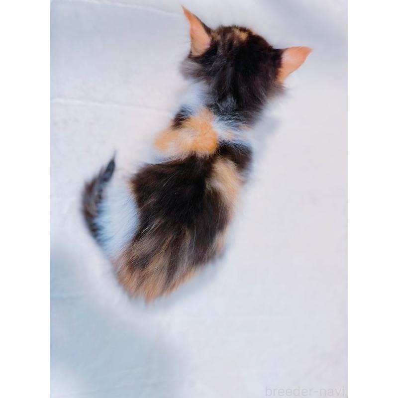 販売中の鹿児島県のミックス-127769の3枚目