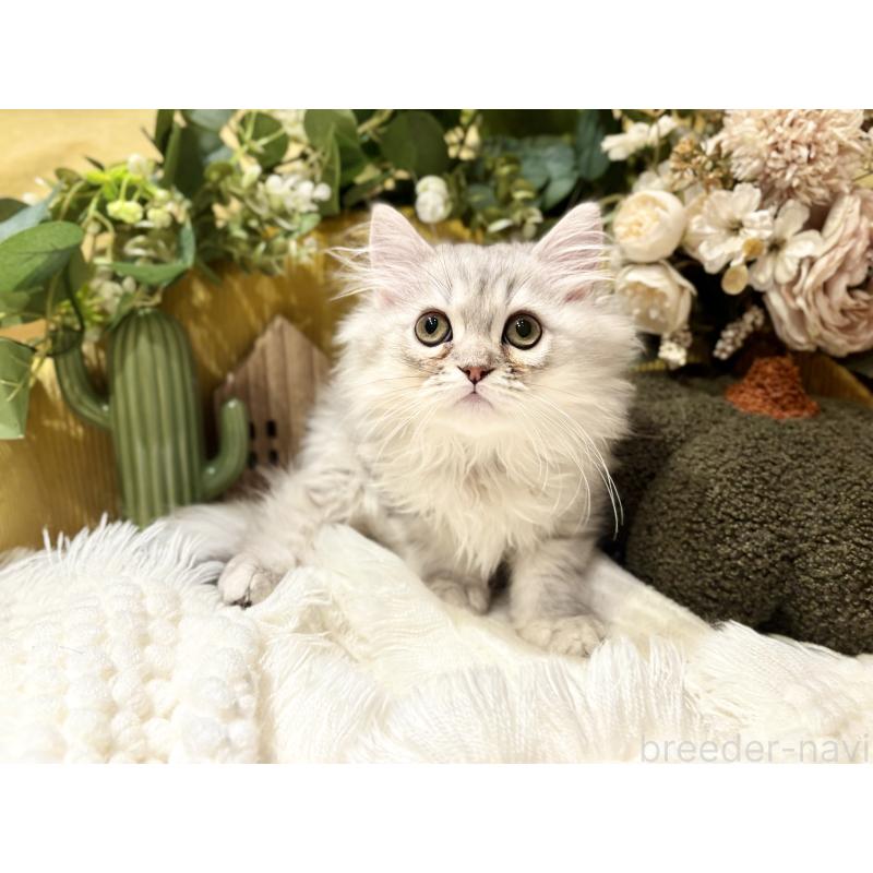 販売中の岐阜県のペルシャ(チンチラ)-130531の5枚目