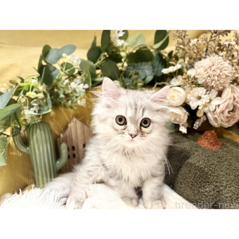 販売中の岐阜県のペルシャ(チンチラ)-130531の4枚目