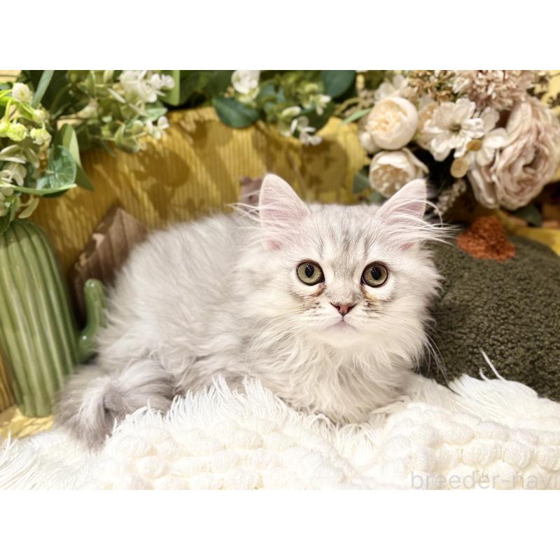 販売中の岐阜県のペルシャ(チンチラ)-130531の3枚目