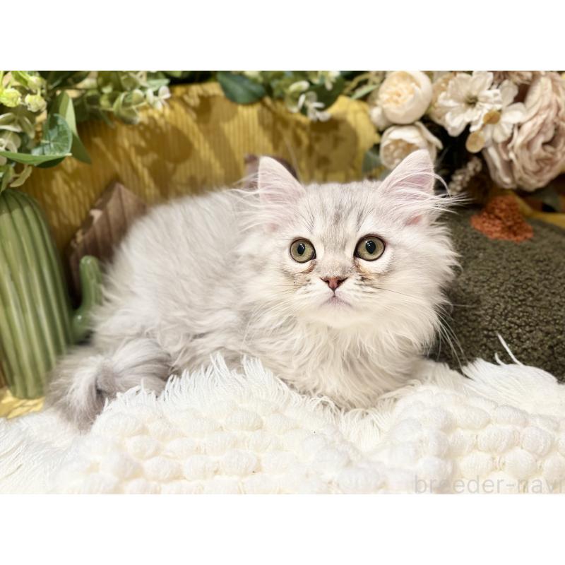 販売中の岐阜県のペルシャ(チンチラ)-130531の2枚目