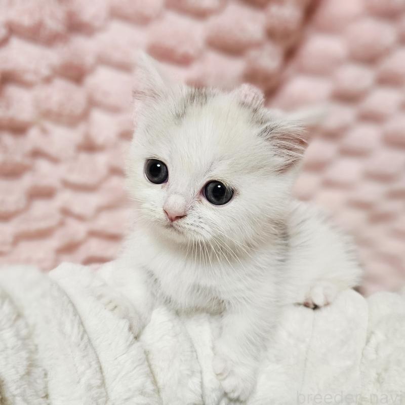 販売中の茨城県のミヌエット(短足)-133300の1枚目