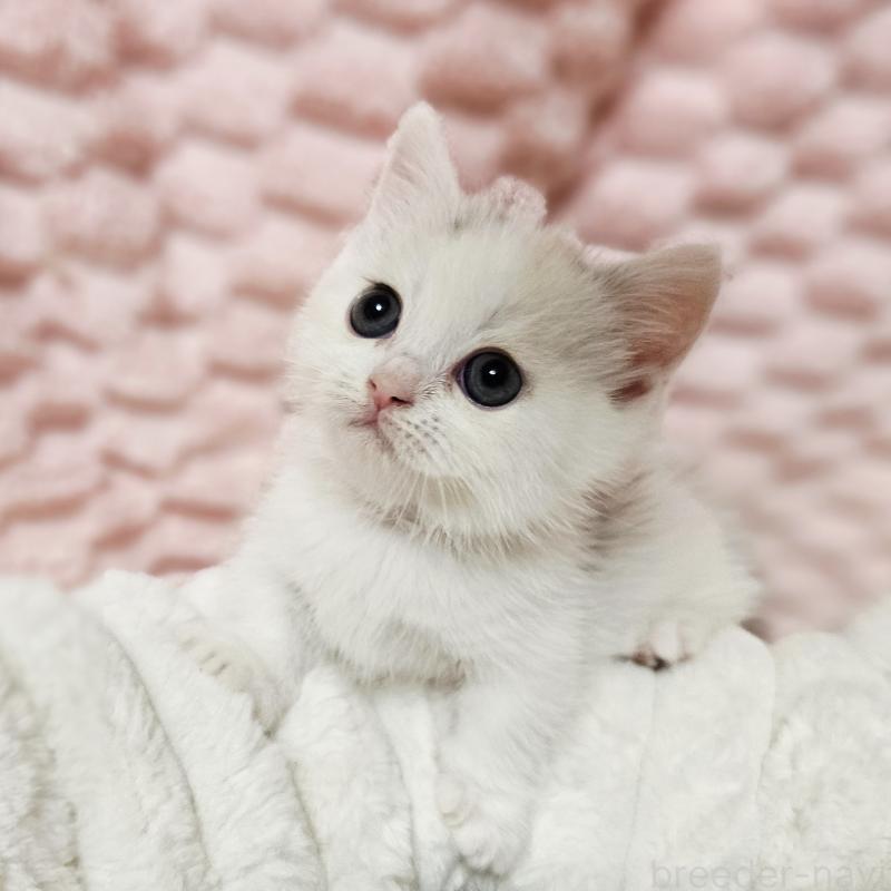 販売中の茨城県のミヌエット(短足)-133300の11枚目