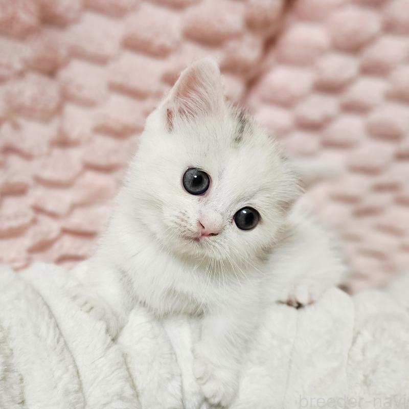 販売中の茨城県のミヌエット(短足)-133300の10枚目