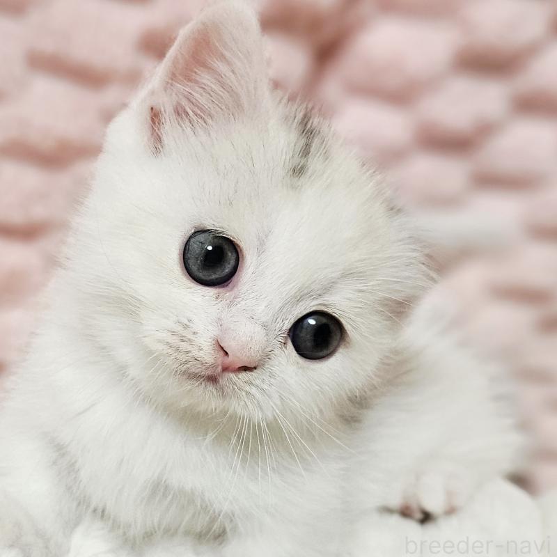 販売中の茨城県のミヌエット(短足)-133300の9枚目