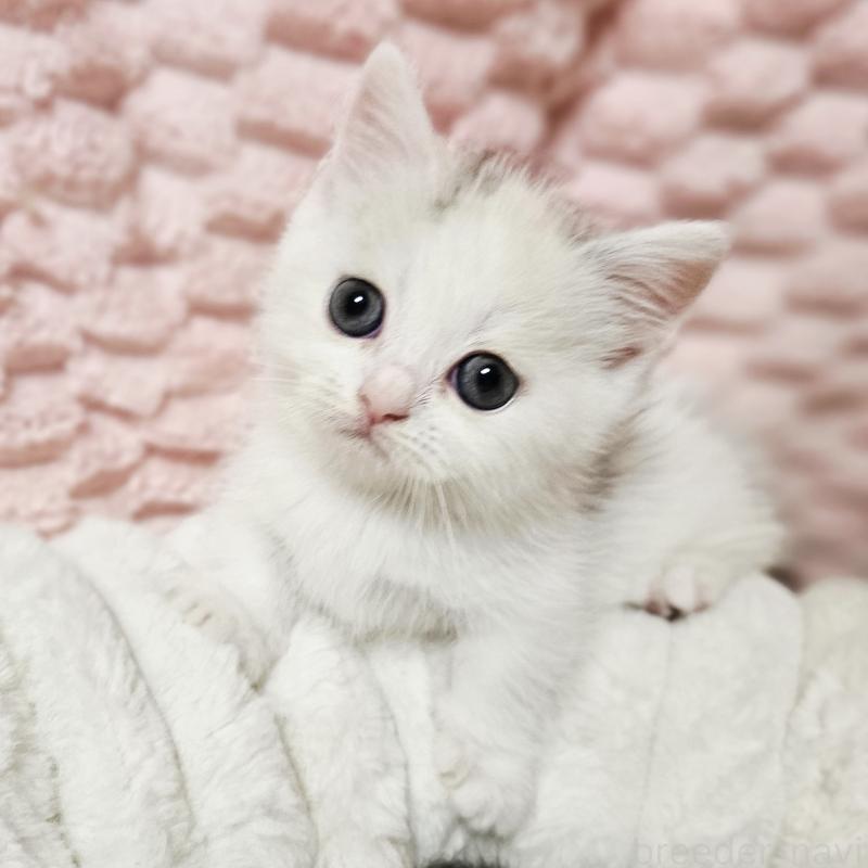 販売中の茨城県のミヌエット(短足)-133300の8枚目