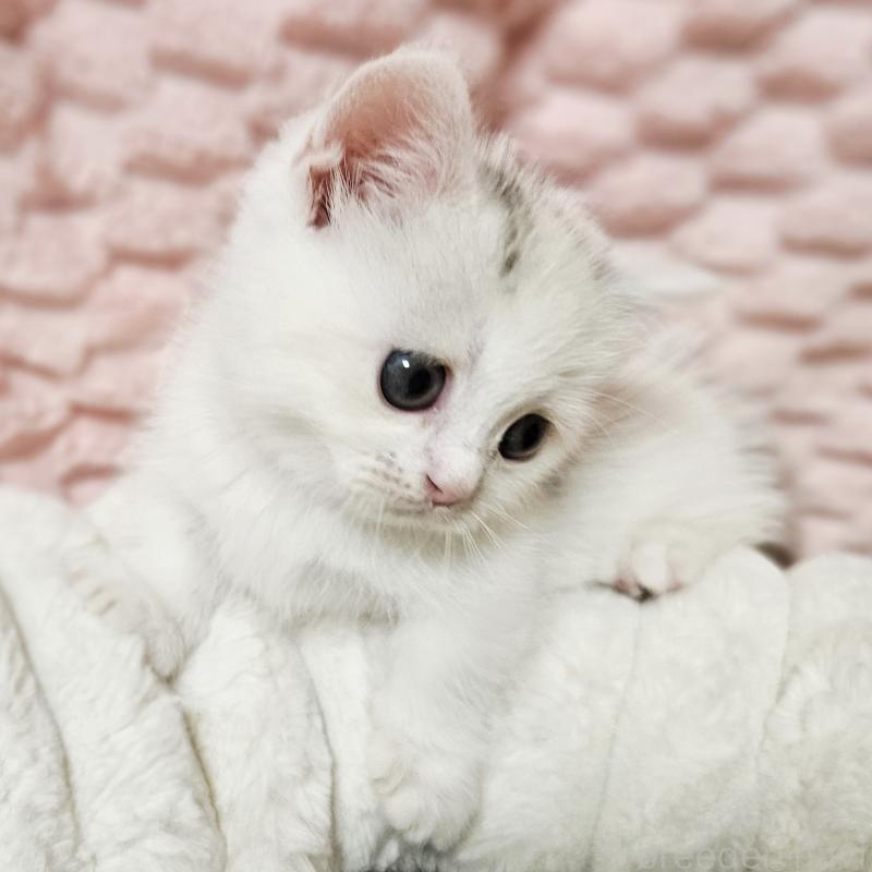 販売中の茨城県のミヌエット(短足)-133300の6枚目