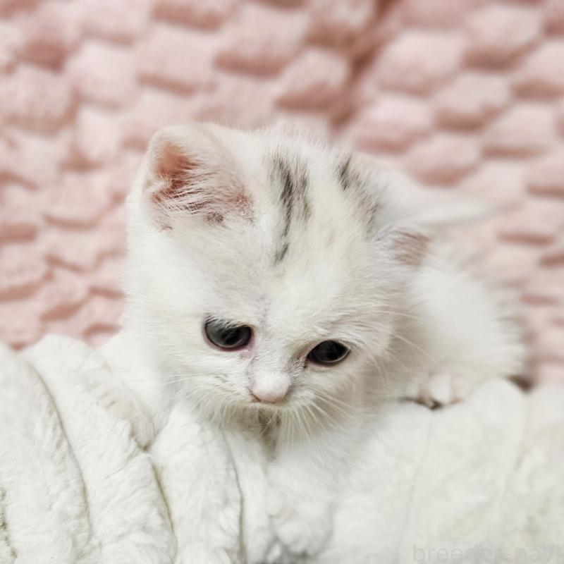 販売中の茨城県のミヌエット(短足)-133300の5枚目