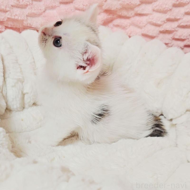 販売中の茨城県のミヌエット(短足)-133300の4枚目