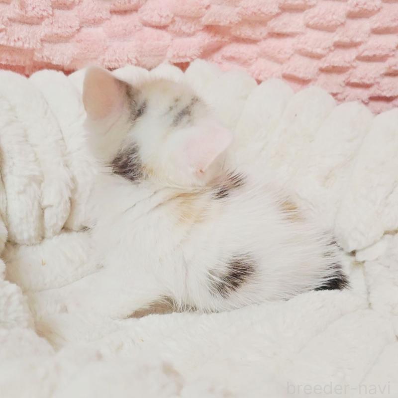 販売中の茨城県のミヌエット(短足)-133300の3枚目