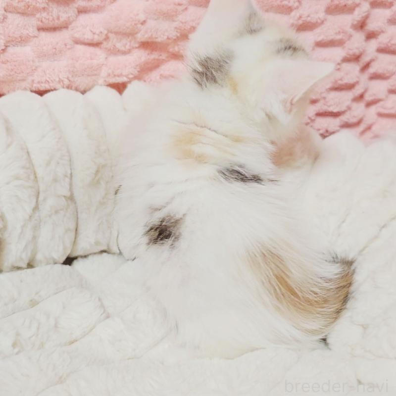 販売中の茨城県のミヌエット(短足)-133300の2枚目