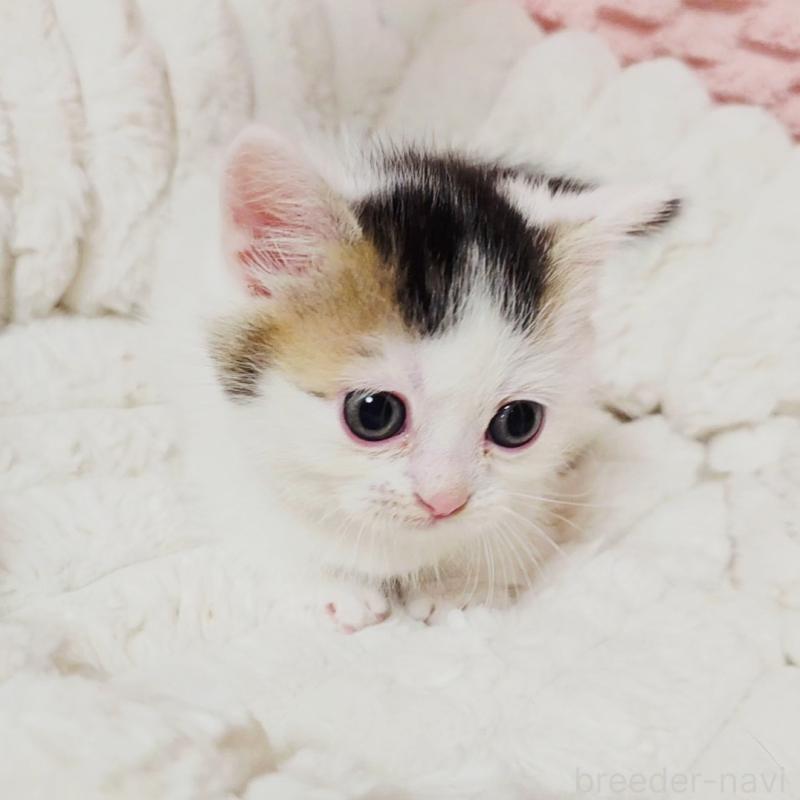 販売中の茨城県のミヌエット(短足)-133301