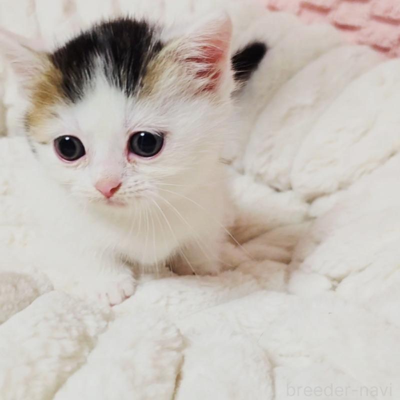 販売中の茨城県のミヌエット(短足)-133301の13枚目