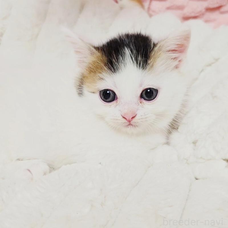 販売中の茨城県のミヌエット(短足)-133301の12枚目