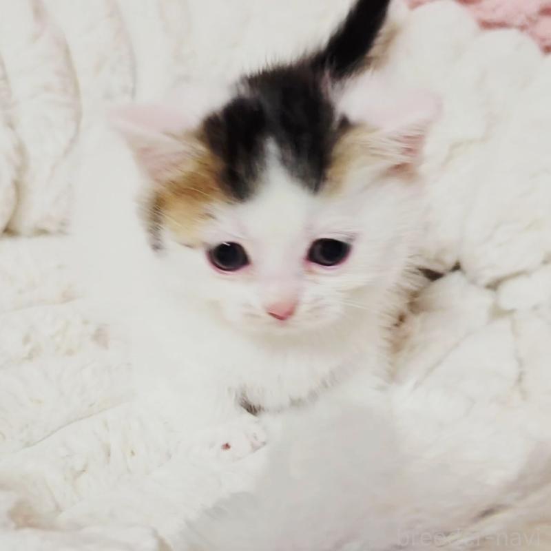 販売中の茨城県のミヌエット(短足)-133301の11枚目