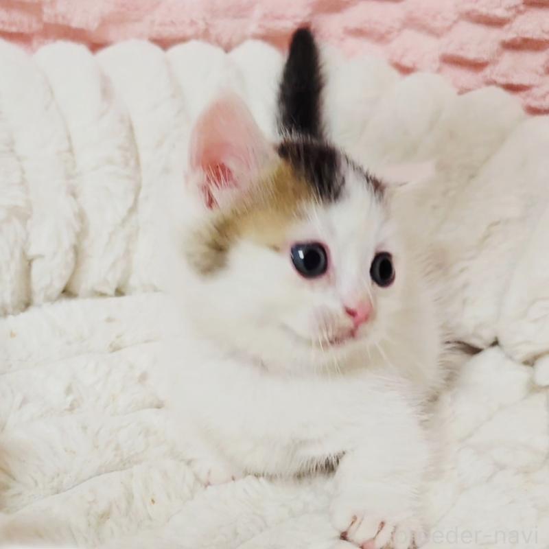 販売中の茨城県のミヌエット(短足)-133301の10枚目