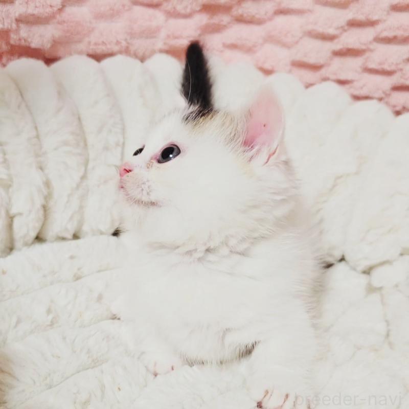 販売中の茨城県のミヌエット(短足)-133301の9枚目