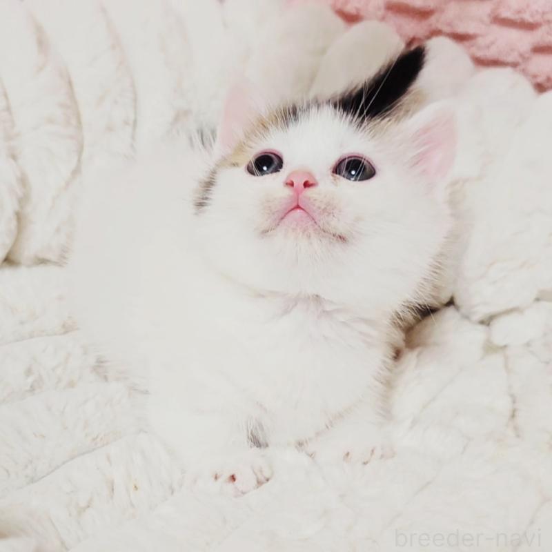 販売中の茨城県のミヌエット(短足)-133301の8枚目