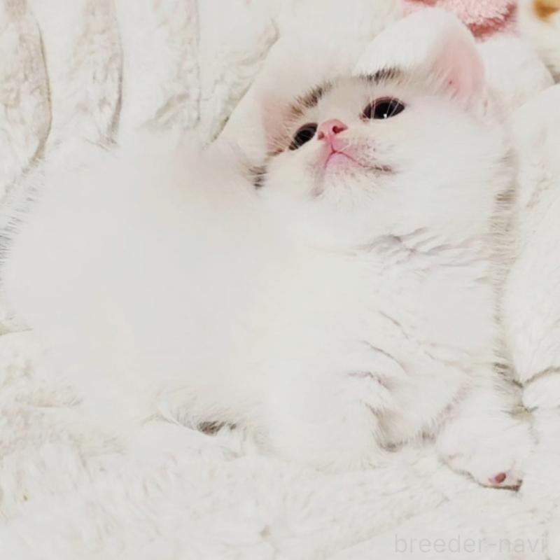 販売中の茨城県のミヌエット(短足)-133301の7枚目