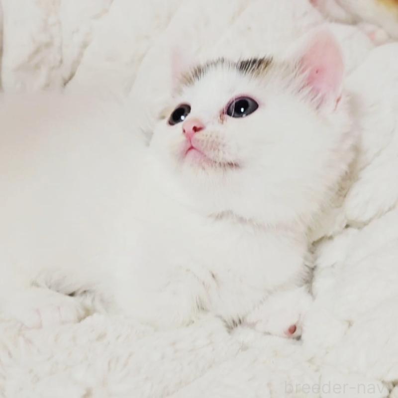 販売中の茨城県のミヌエット(短足)-133301の6枚目