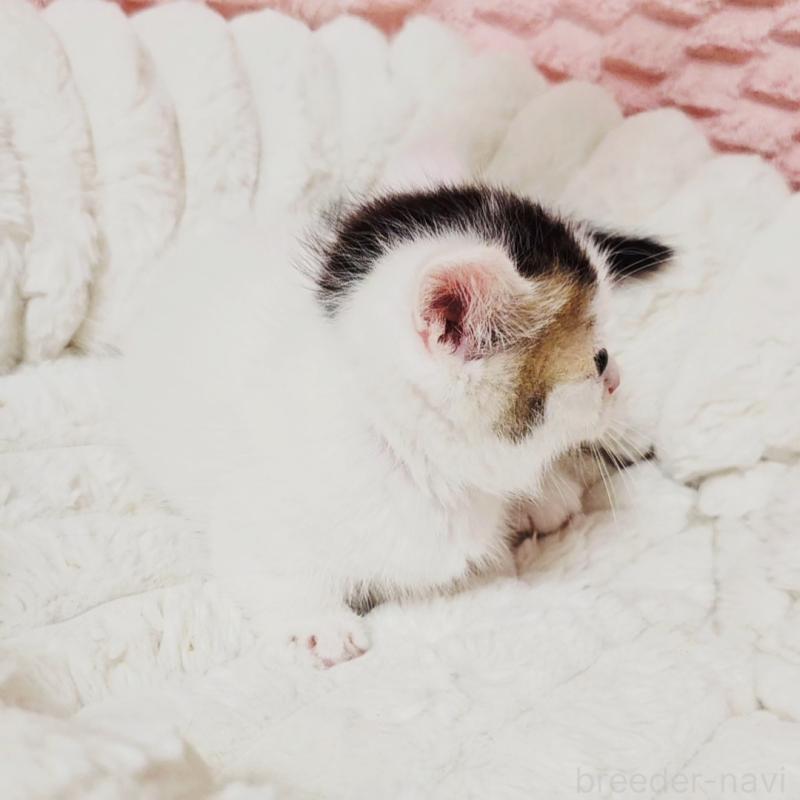 販売中の茨城県のミヌエット(短足)-133301の5枚目