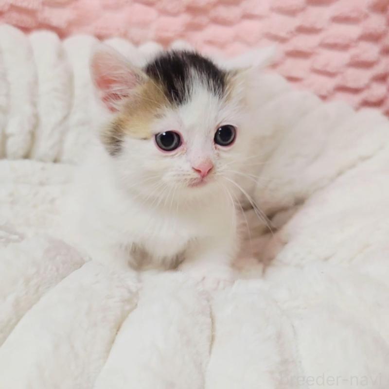 販売中の茨城県のミヌエット(短足)-133301の4枚目