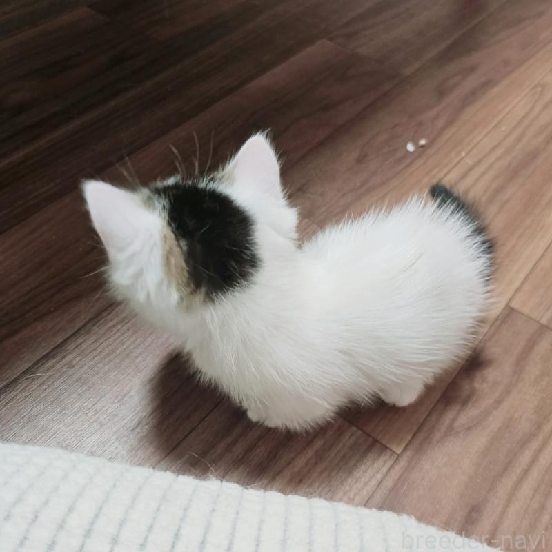 販売中の茨城県のミヌエット(短足)-133301の3枚目