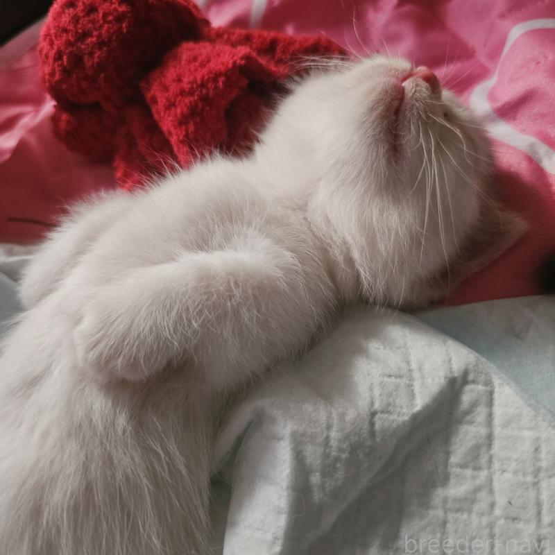 販売中の茨城県のミヌエット(短足)-133301の2枚目