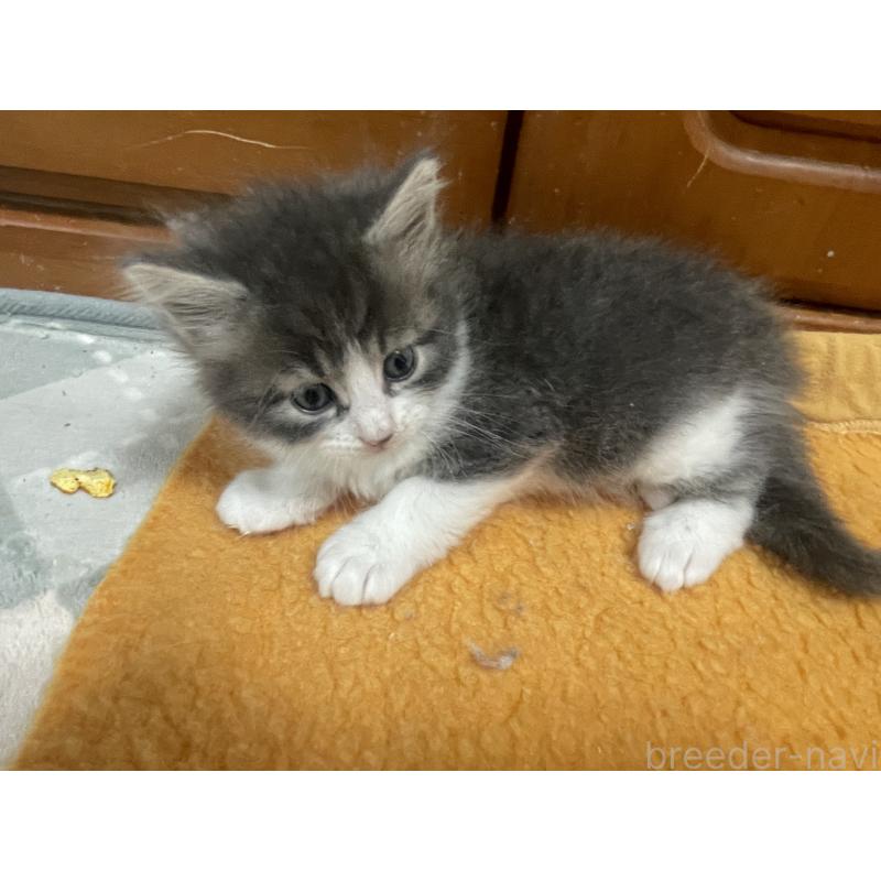 成約済の京都府のメインクーン-133284の3枚目