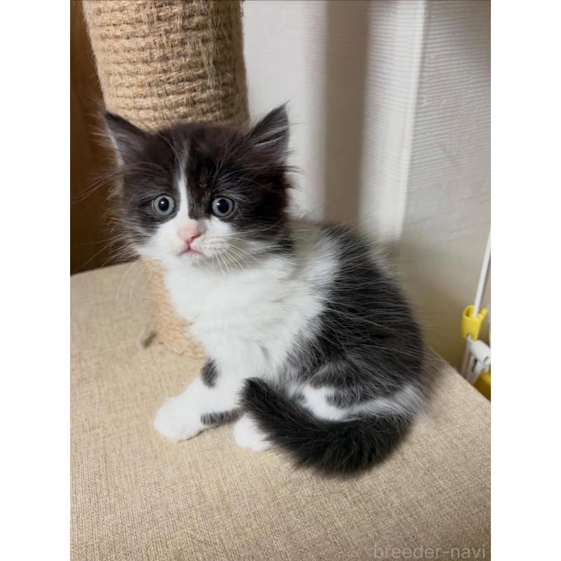 販売中の京都府のラガマフィン-133332の3枚目