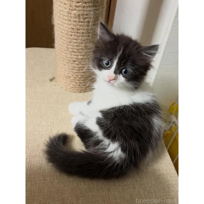 販売中の京都府のラガマフィン-133332の2枚目