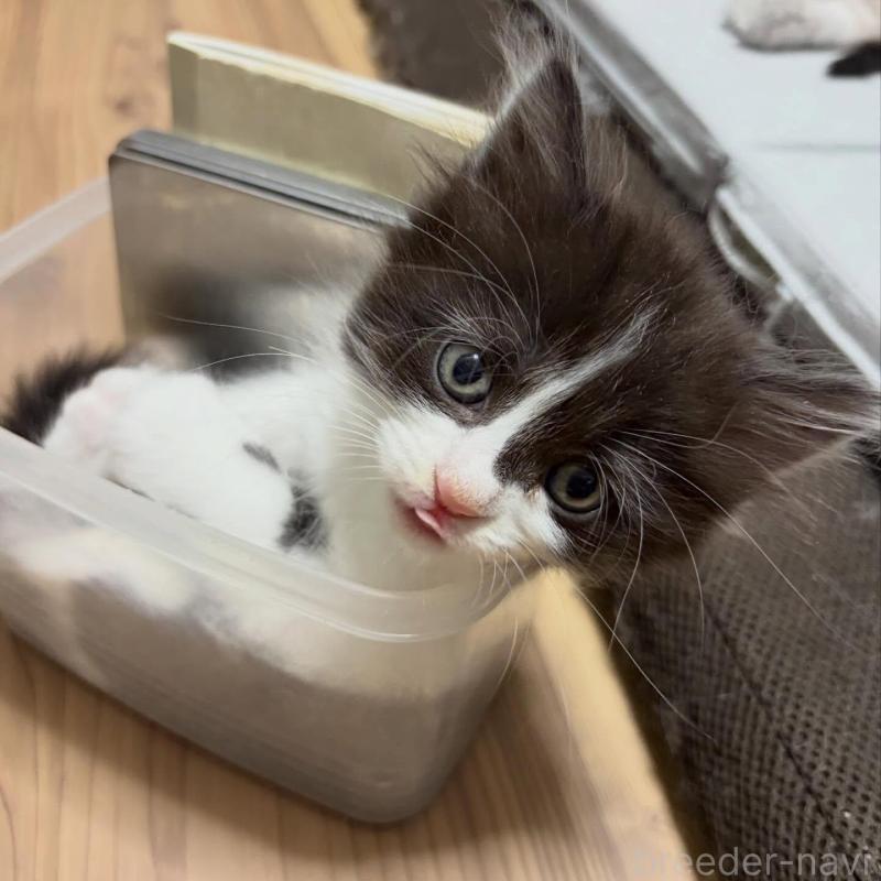 販売中の京都府のラガマフィン-133332