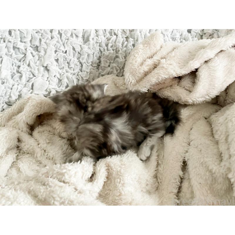 販売中の島根県のミヌエット-133333の5枚目