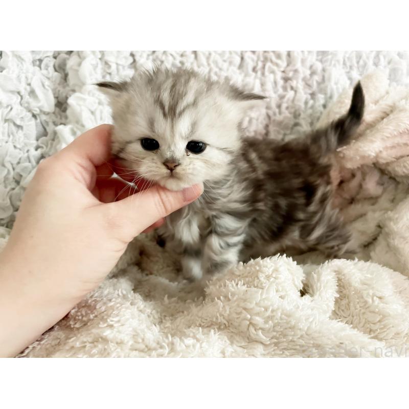 販売中の島根県のミヌエット-133333の4枚目