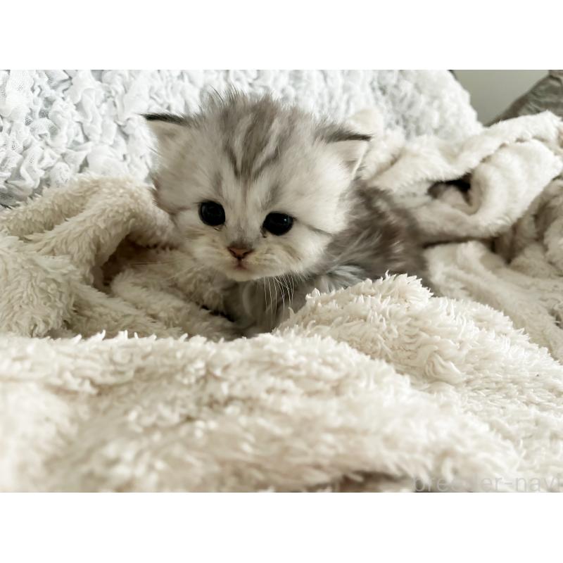 販売中の島根県のミヌエット-133333の3枚目