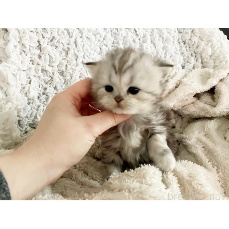 販売中の島根県のミヌエット-133333の2枚目