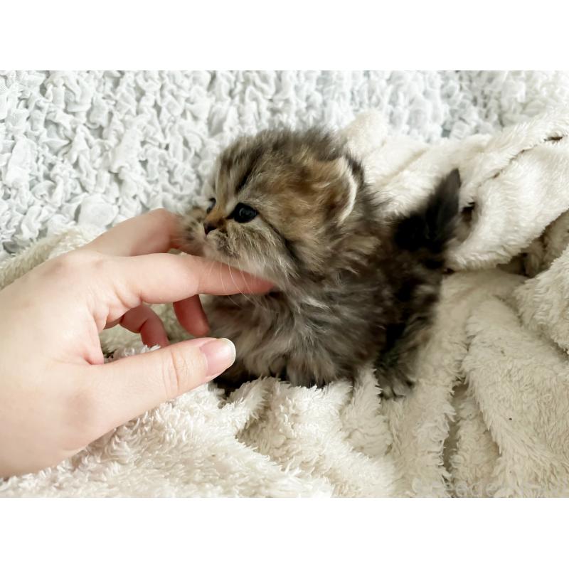 販売中の島根県のミヌエット(短足)-133334の5枚目