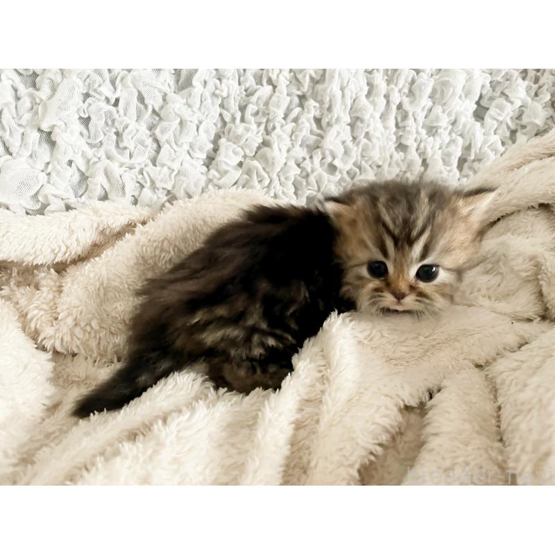 販売中の島根県のミヌエット(短足)-133334の4枚目