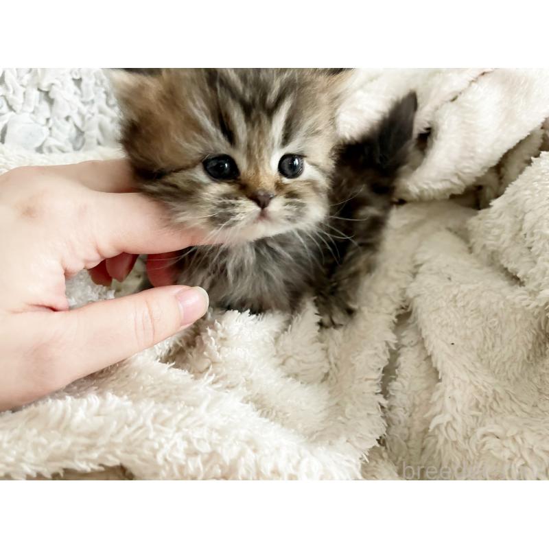 販売中の島根県のミヌエット(短足)-133334の3枚目