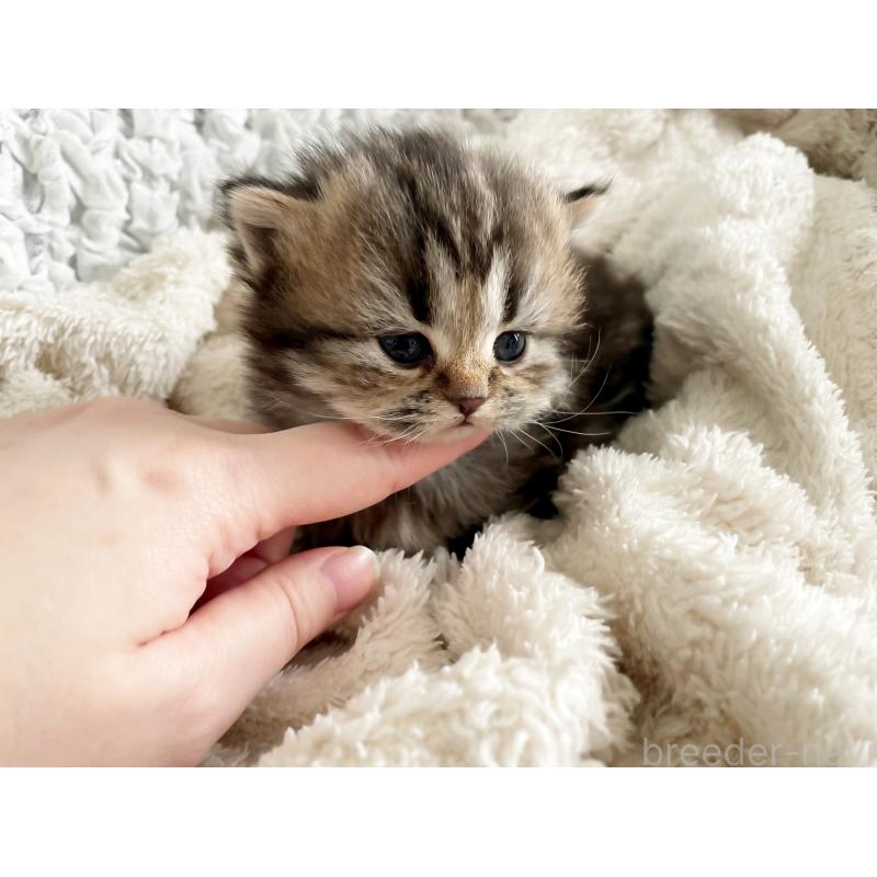 販売中の島根県のミヌエット(短足)-133335の5枚目