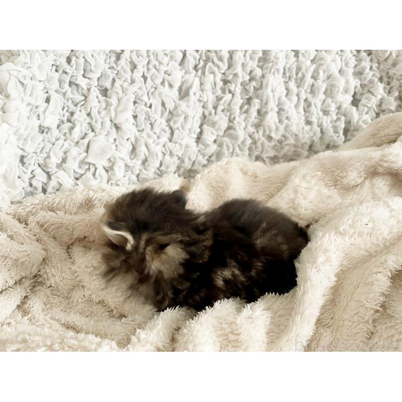 販売中の島根県のミヌエット(短足)-133335の4枚目