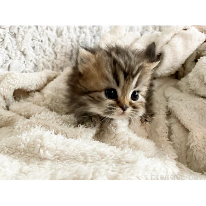 販売中の島根県のミヌエット(短足)-133335の3枚目