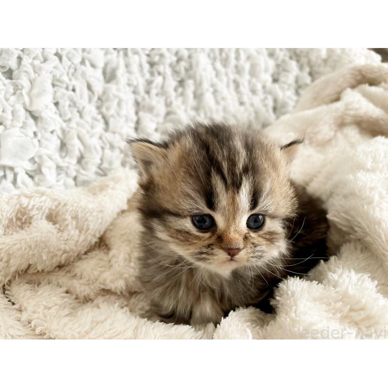 販売中の島根県のミヌエット(短足)-133335の2枚目