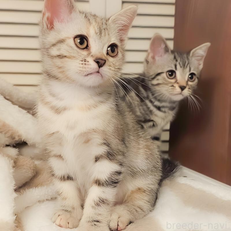 販売中の群馬県のアメリカンショートヘア-130240の4枚目