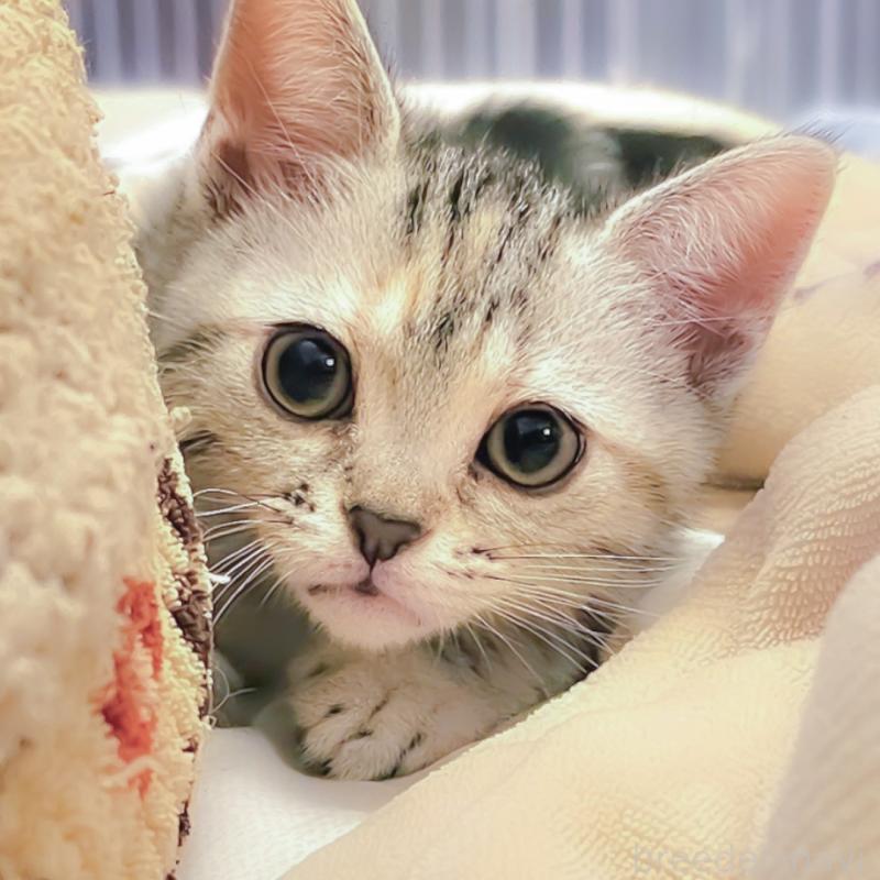 販売中の群馬県のアメリカンショートヘア-130240